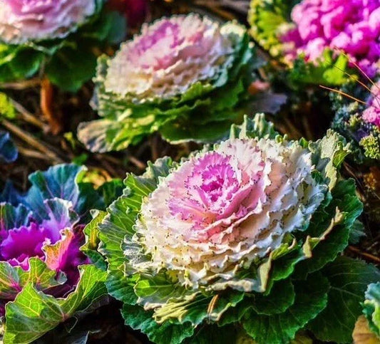 Non-GMO Ornamental Kale Seeds | Brassica Oleracea | Vibrant Greens, Purples & Whites | Garden, Container, Landscape