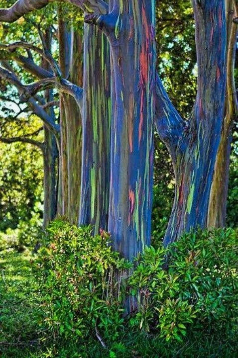 Rainbow Eucalyptus Seeds - 50 Pack, Perennial Tree Seeds, Eucalyptus deglupta, Vibrant Multicolored Bark, Fragrant White Flowers