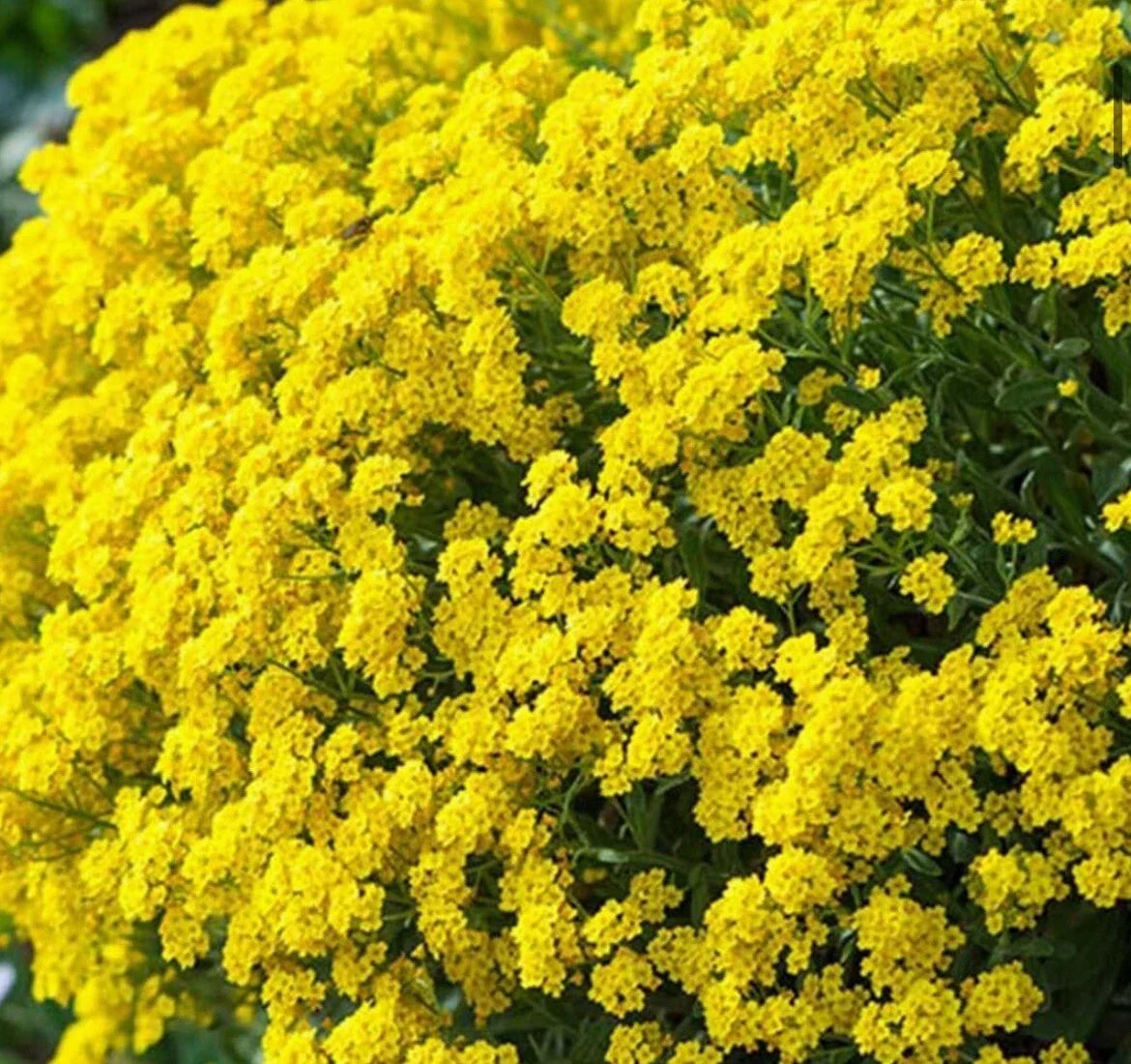 Alyssum Basket of Gold Seeds - Lobularia maritima - Yellow Flower Seeds for Borders & Containers - 200+ Premium Seeds