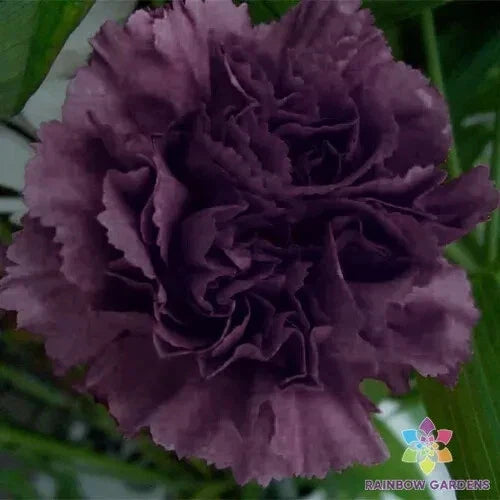 Grenadin King of Blacks Carnation Seeds - Dianthus caryophyllus - Dark Red & Black Fragrant Garden Flower Seeds - USA Shipping