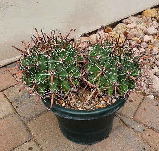 Live Rooted Double Headed Ferocactus Herrerae Twisted Barrel Cactus Plant – Unique Succulent for Home Decor and Gardening