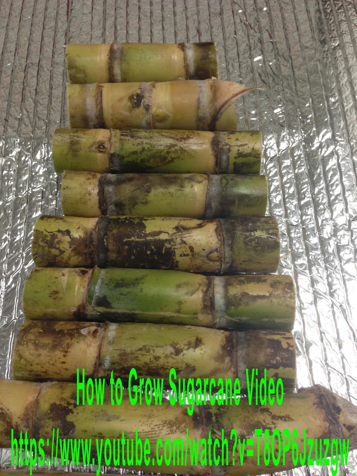 Sugarcane Buds - Fresh Heirloom Planting Material - Florida Grown Sugarcane (Saccharum officinarum)