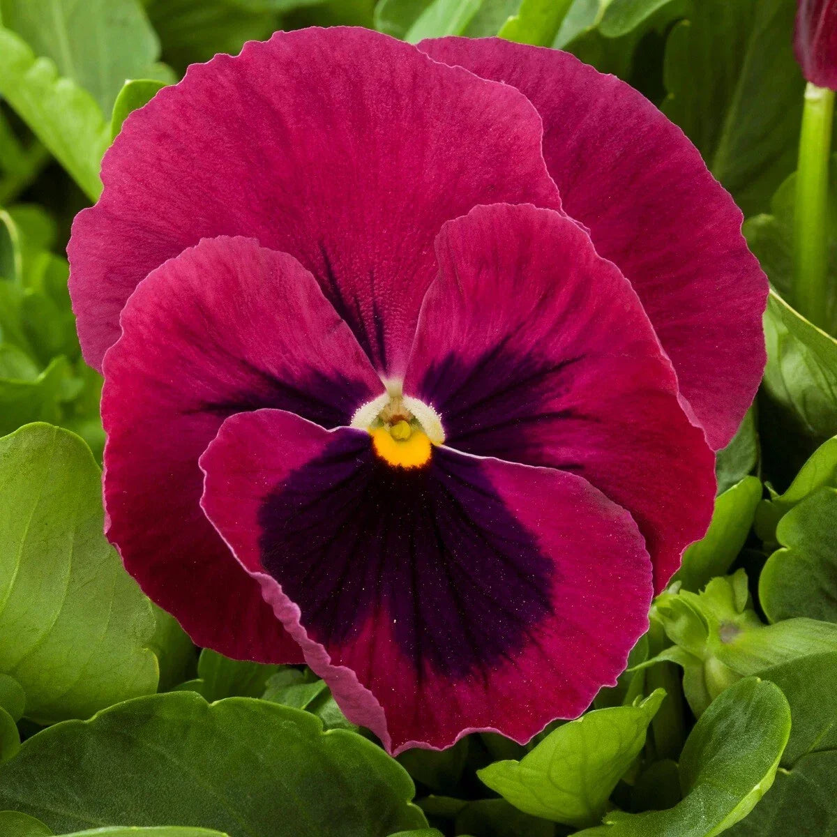 Pansy Seeds - 50 Majestic Giant Rose Blotch Viola tricolor var. hortensis for Spring Garden Beds & Containers