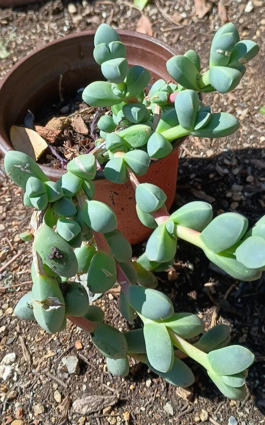 Ice Plant Succulent 4-6 Inch Live Rooted Corpuscularia lehmannii Green Foliage - Drought Tolerant Indoor Plant