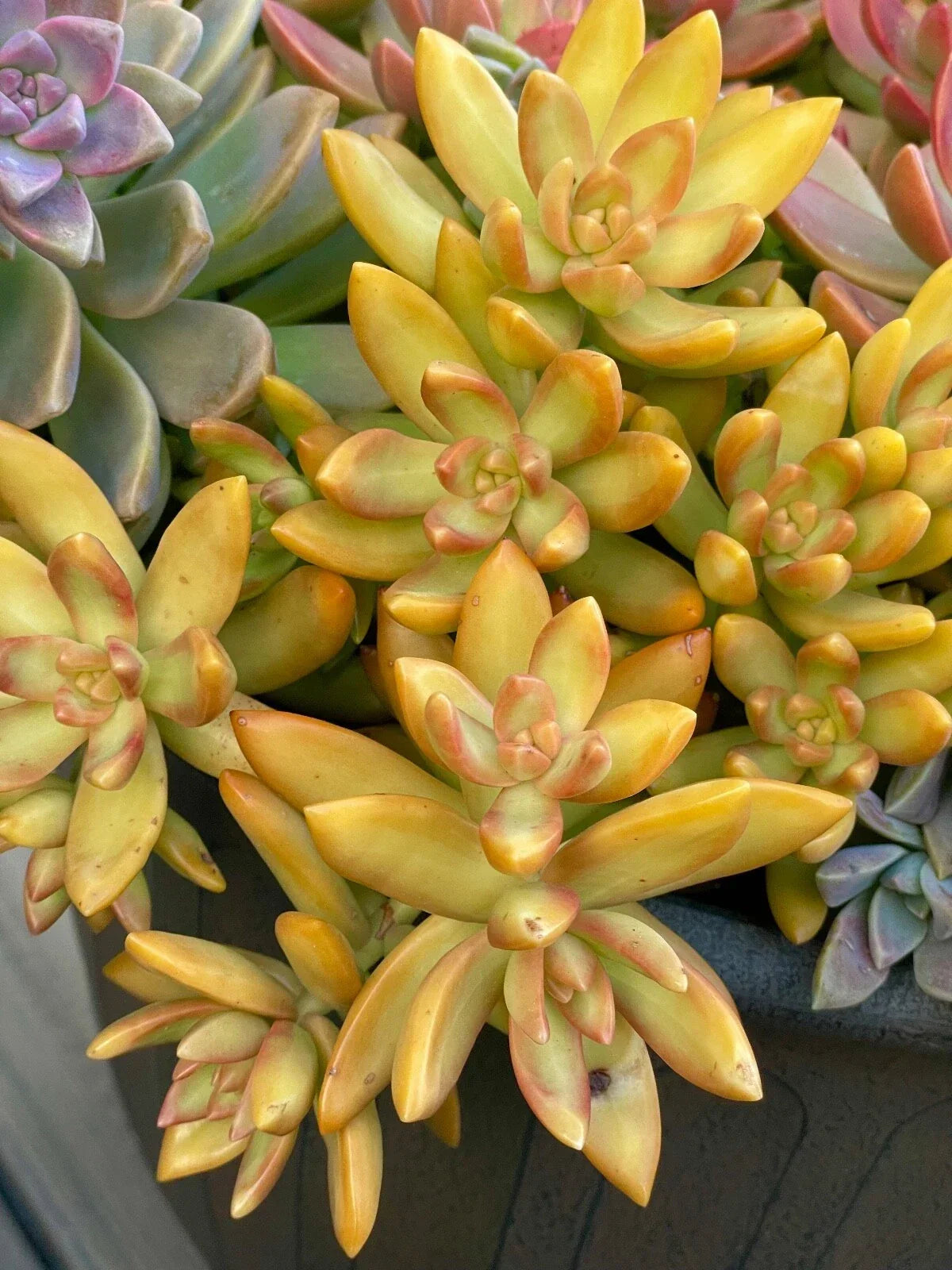 Rare Succulent Cutting 2-Inch Sedum Nussbaumerianum Orange Delight Live Plant for Collection and Gardening