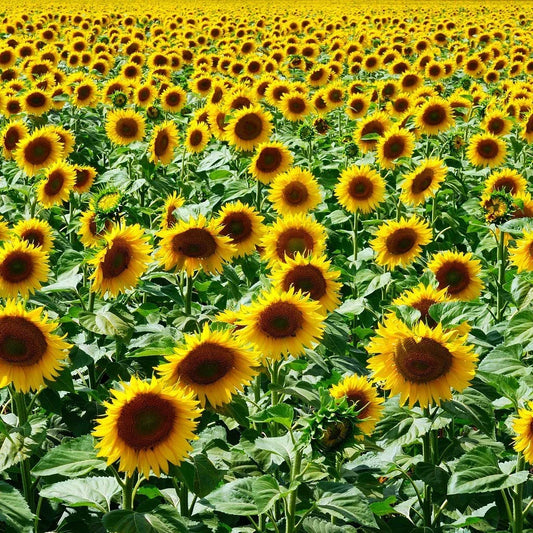 Mammoth Grey Stripe Sunflower Seeds Bulk Pack Non-GMO Helianthus annuus for Gardening and Planting