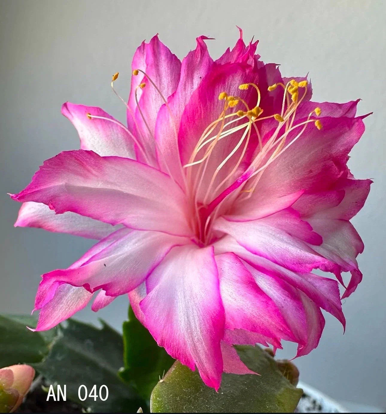 Christmas Cactus Rooted Segments - Indoor Houseplant Cuttings - Holiday Blooming Schlumbergera - AN 040