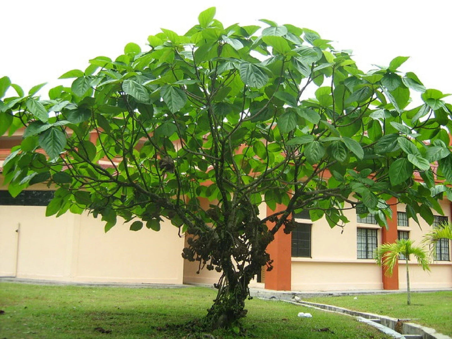 Elephant Ear Fig Tree Seeds, Organic Ficus auriculata, Tropical Houseplant Starter, Large Heart-Shaped Leaves, Eco-Friendly Gardening