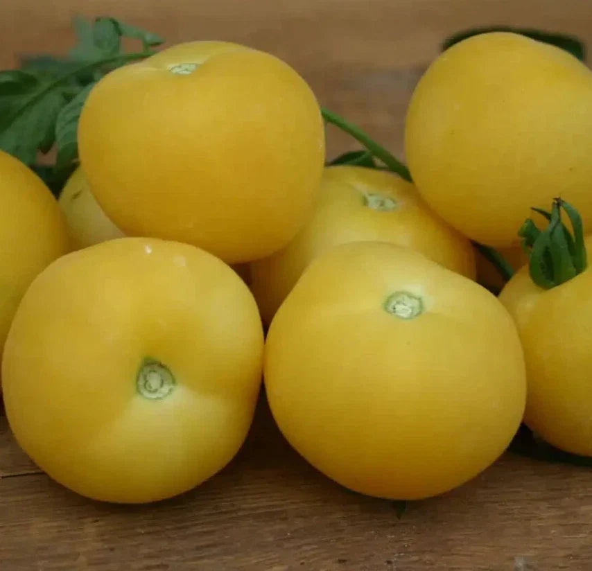 Peach Tomato Seeds, 100+ Non-GMO, Indeterminate, Solanum lycopersicum, Beefsteak Variety for Garden, Pots & Containers