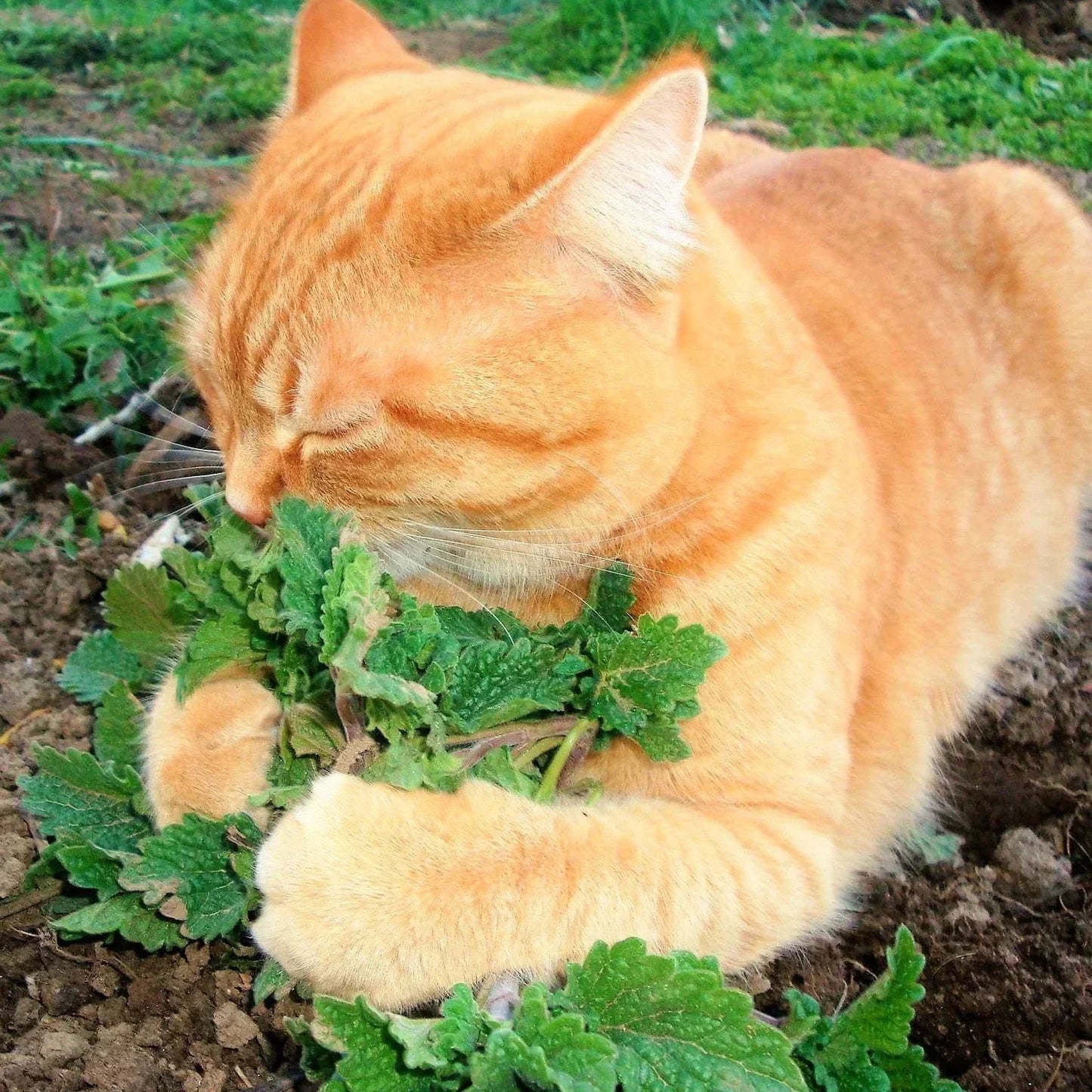 Catnip Seeds - Organic Nepeta Cataria for Garden, Herb, Catmint, Perennial Herb, 2025 Planting Pack