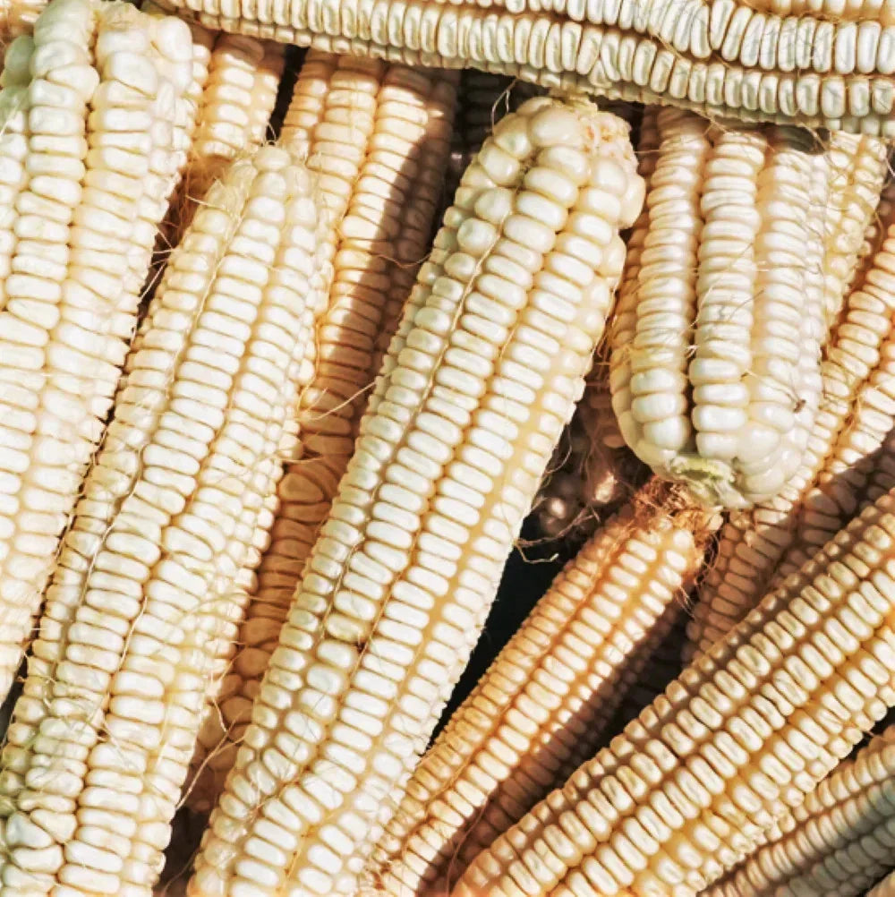 Silver King White Dent Corn Seeds - Open-Pollinated Zea mays for 2025 Planting, High Yield, Sweet Kernels, Pest Resistant, 100 Seeds