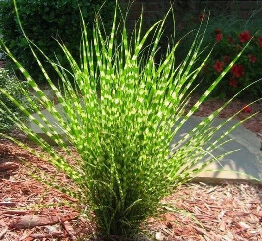Live Large Zebra Maiden Grass Plant - Clump, Miscanthus sinensis 'Zebrinus', Ornamental Grass for Borders, Containers & Landscaping