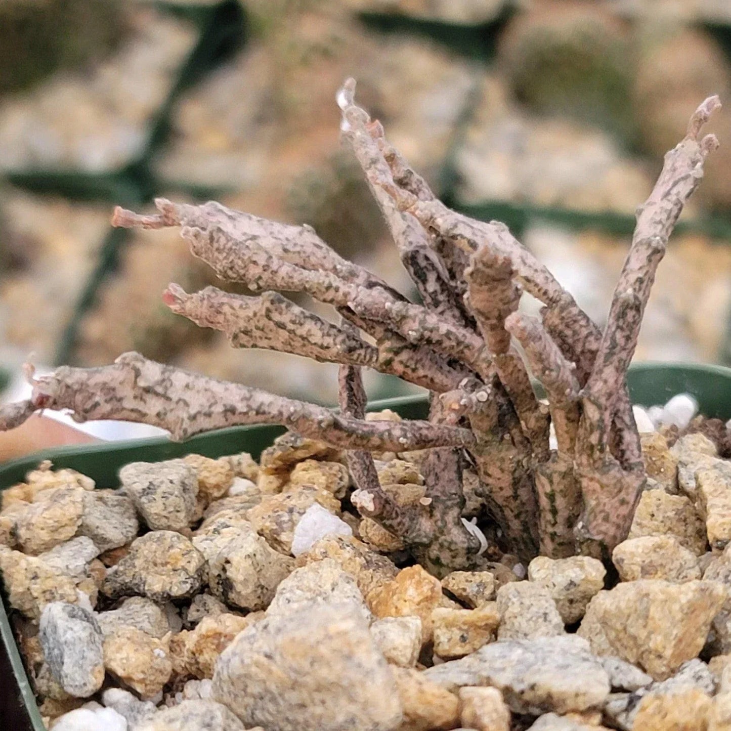 Euphorbia Platyclada Cactus Plant - Unique Dead-Like Succulent for Home Decor & Gardens - Euphorbia Platyclada