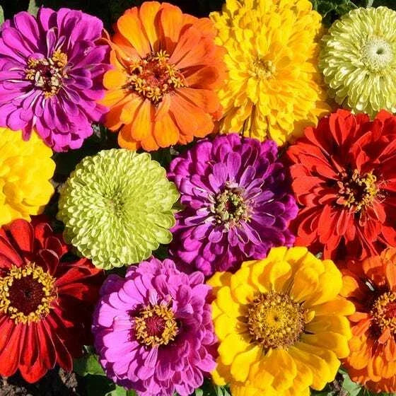 Zinnia Seeds - Confetti Mixed Colors - Heirloom Pollinator-Friendly Annual for Bees & Butterflies - 200 Seeds