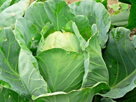 Jersey Wakefield Cabbage Seeds – Heirloom Brassica oleracea var. capitata for Spring & Fall Gardens – Easy to Grow in Containers or Garden Beds