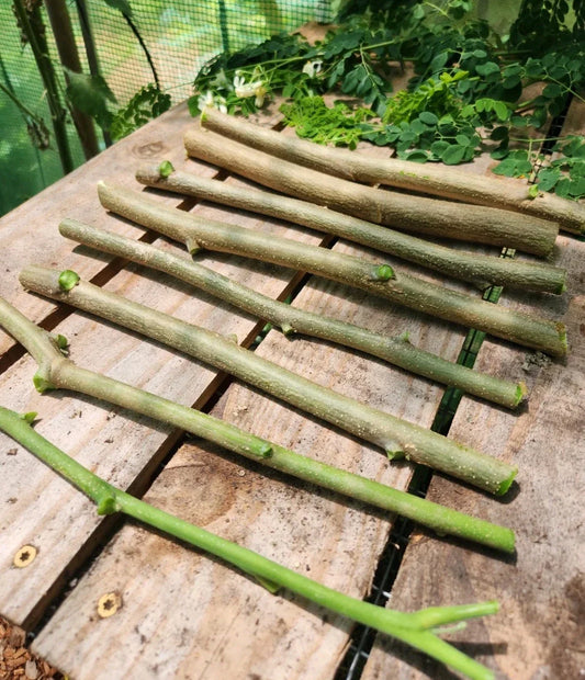 Moringa oleifera Cuttings - 8 Drumstick Tree Planting Material - Nutrient-Rich, Fast-Growing, Suitable for Gardens