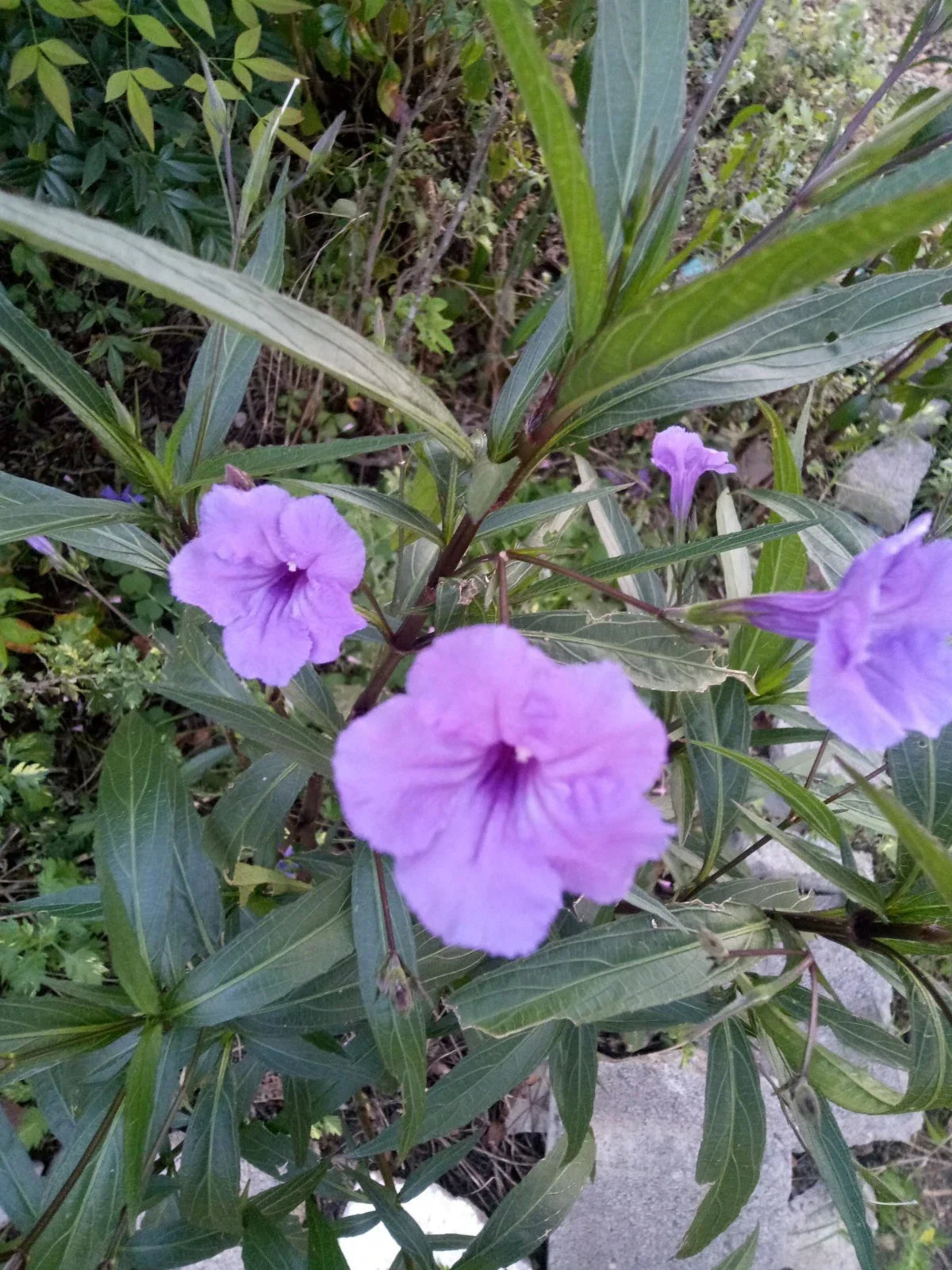 Purple Showers Mexican Petunia Rooted Cuttings - Ruellia Simplex, Vibrant Purple Flowers, Garden or Indoor Plant