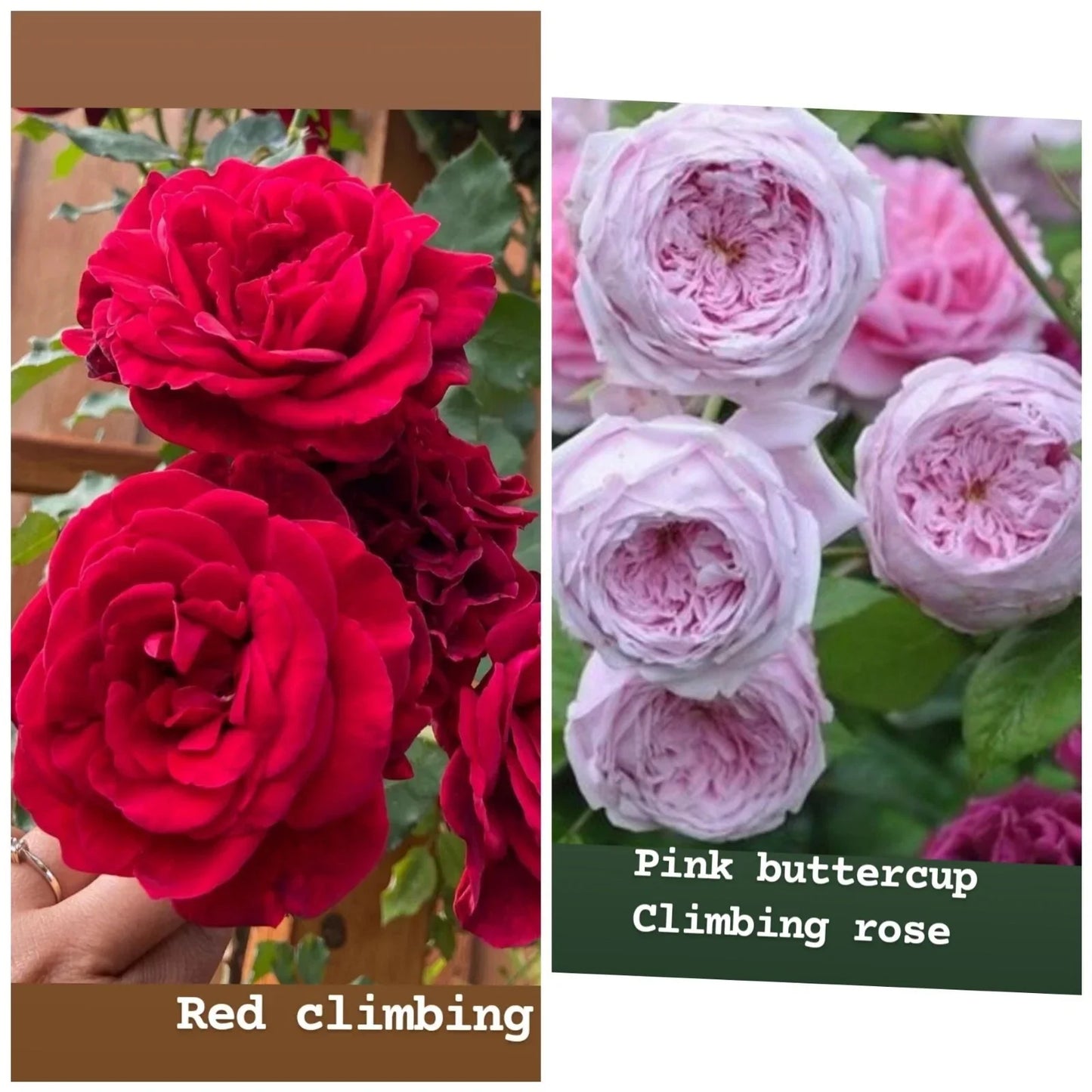 Rose Unrooted Cuttings Set – 4 Fresh 5-8" Long Rosa spp. for Planting, Garden, Flowering, Fragrant Roses
