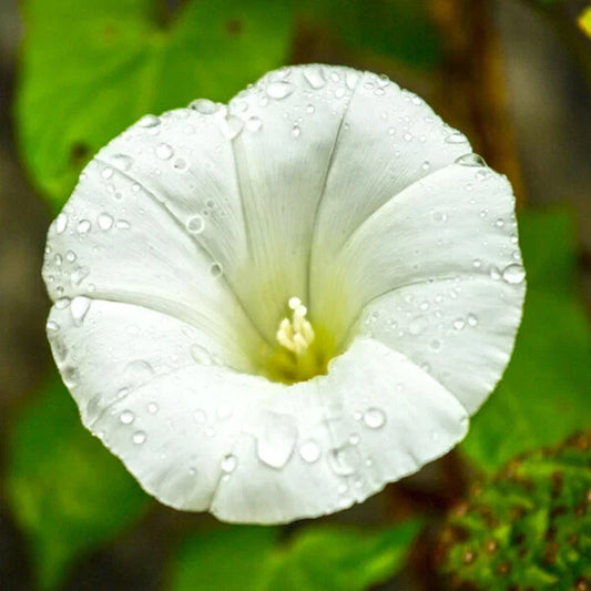 Pearly Gates Morning Glory Seeds | 4-Inch White Flowers | Ipomoea purpurea | Climbing Vine for Gardens & Trellises