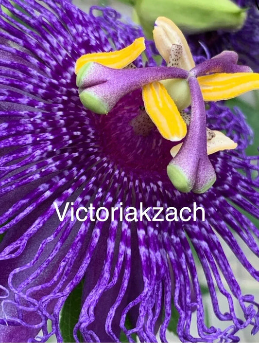 Organic Passion Flower Mix Seeds - Passiflora spp. Tropical Fruit Vine for Garden, Trellis & Container Gardening