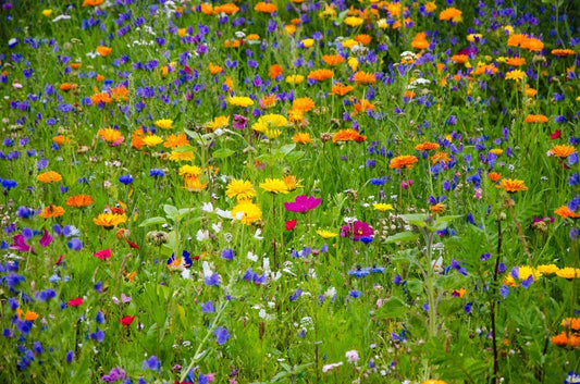 Heirloom Wildflower Seed Mix - 1000 Seeds - All Natural, Native Varieties for Pollinators - Serendipity's Garden Mix