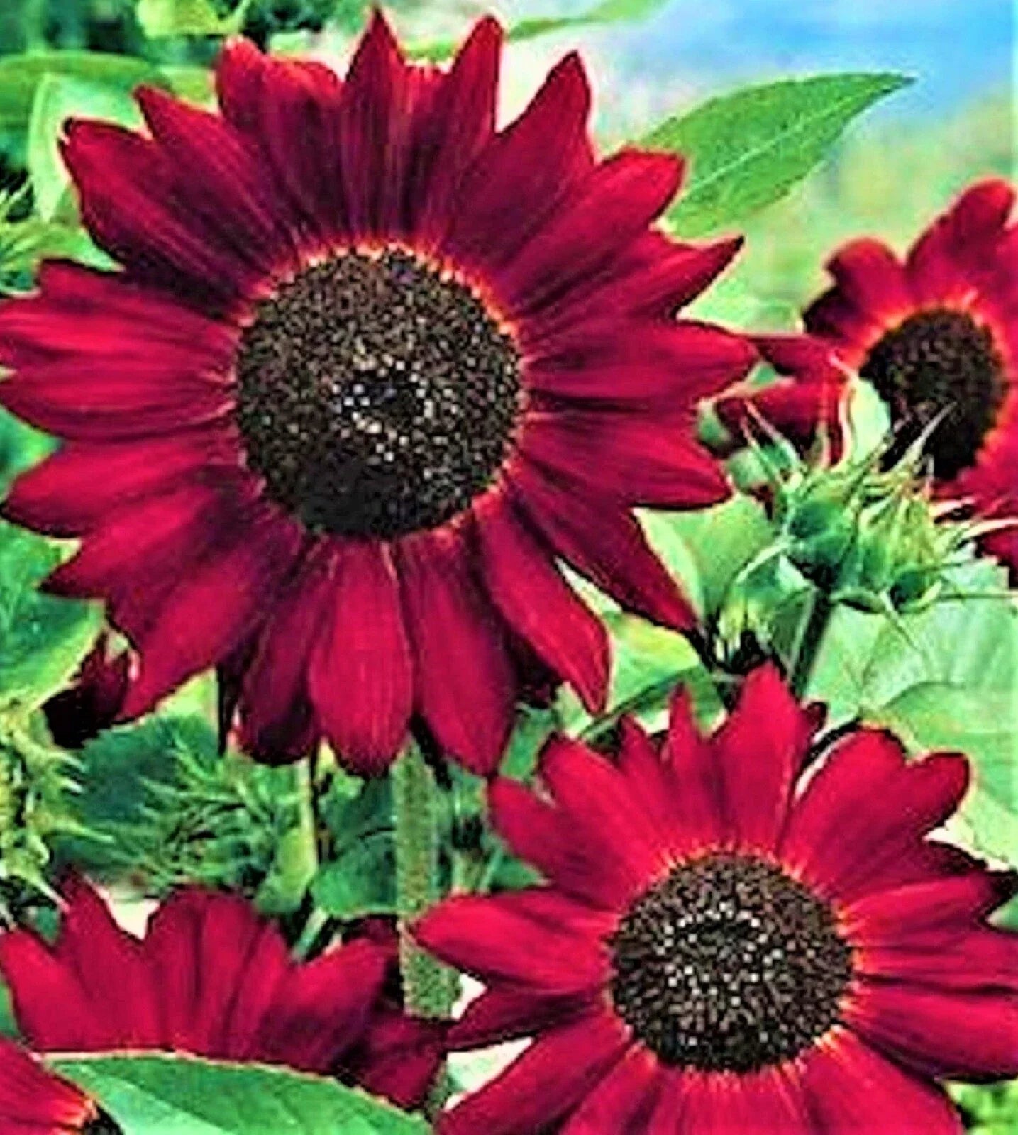Velvet Queen Sunflower Seeds - Non-GMO Helianthus annuus - Vibrant Burgundy Blooms - 30+ Packets for Garden, Cutting, Landscape
