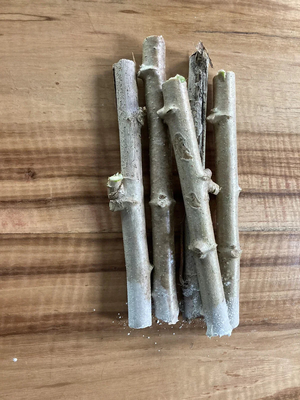 Yuca Cassava Stem Cuttings – 5 Healthy Manihot esculenta Propagation Plants for Gardening