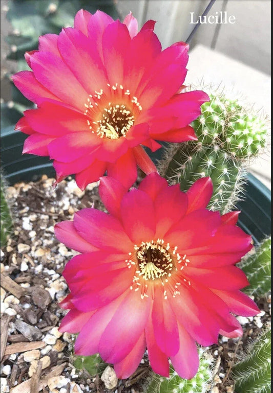 Lucille Peanut Cactus Plant - Chamaecereus Hybrid Rooted Succulent, Unique Peanut-Shaped Stems, European Rare Hybrid