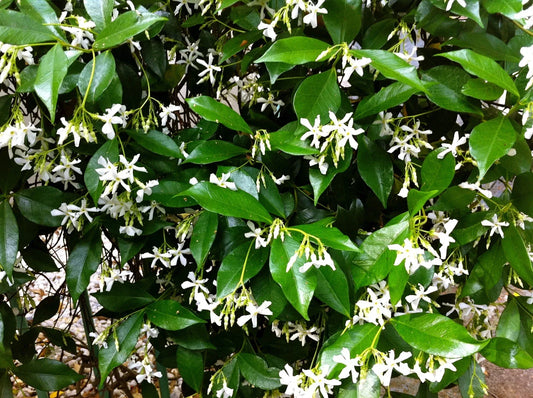 Organic Live Star Jasmine Cuttings – Trachelospermum jasminoides – Fragrant Climbing Plant for Gardening