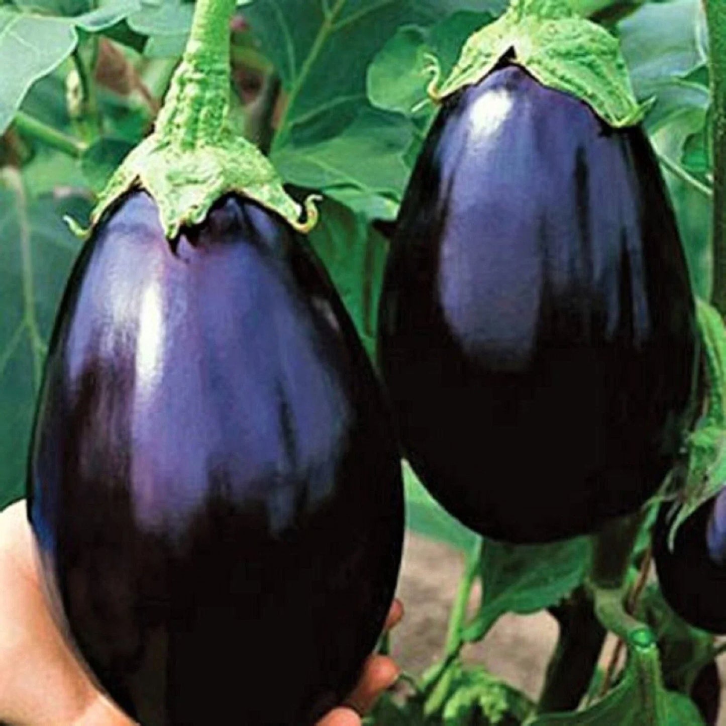 Black Beauty Eggplant Seeds - NON-GMO, Heirloom Variety, Solanum melongena, 100+ Seeds for Home Garden & Container Planting