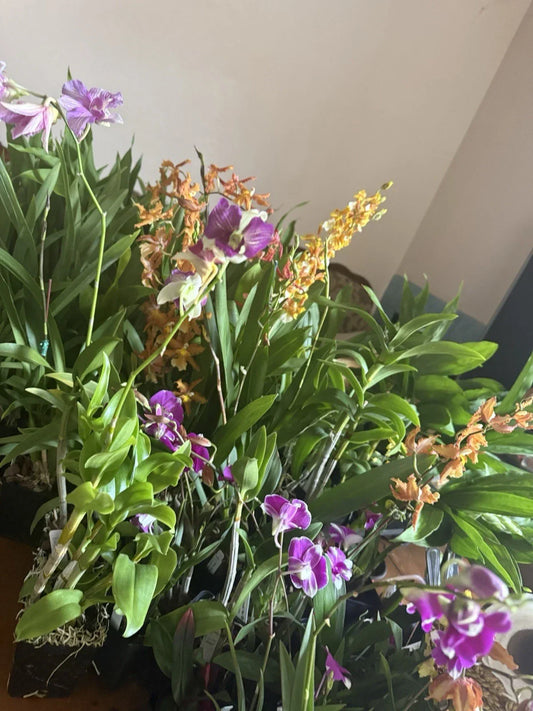 Orchid Plant Box – 10 Divisions – Den & Oncidium Varieties – Indoor Flowering Orchids – Home Decor Gift