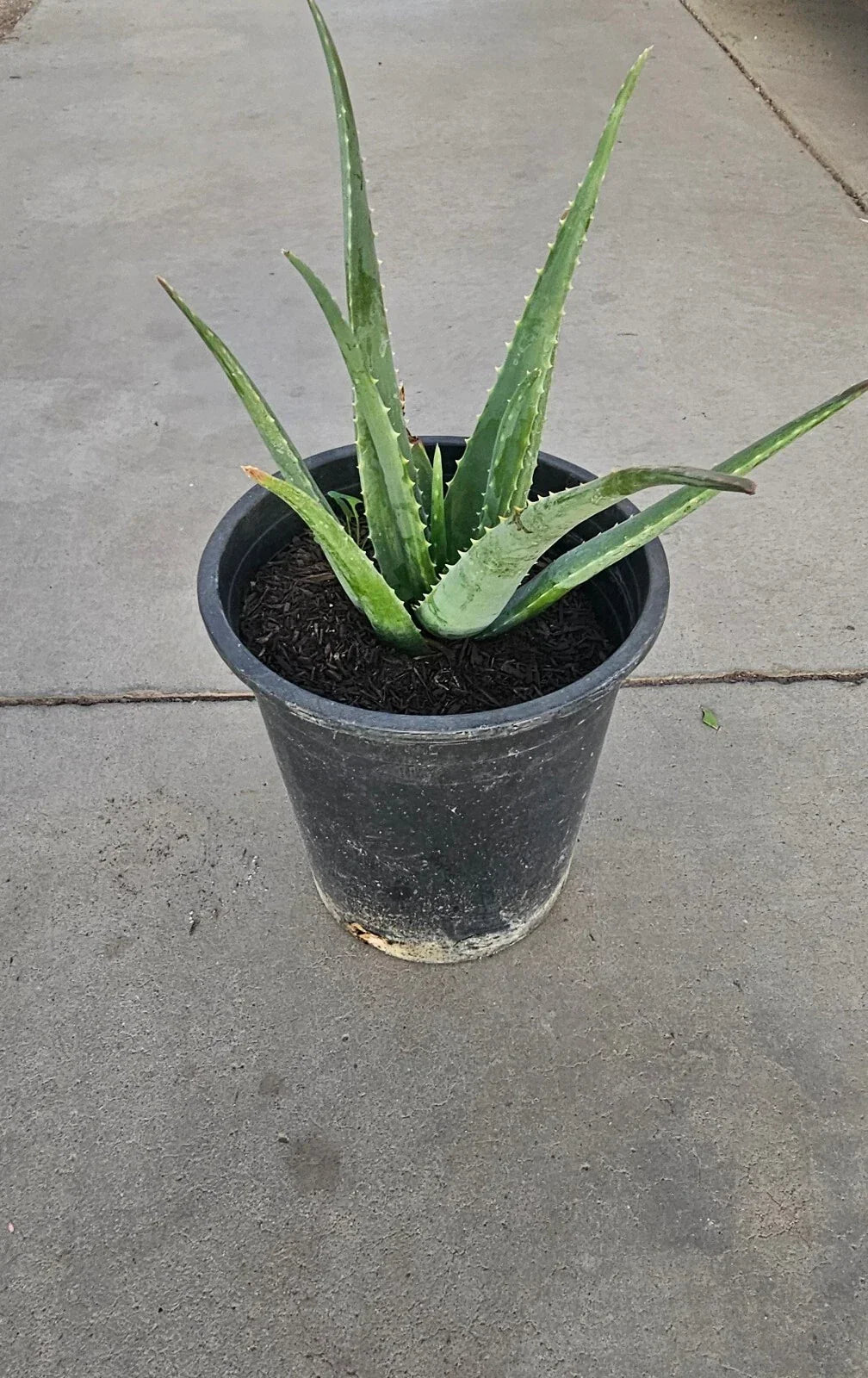 Aloe Vera Plant 5 Gallon Bare Root Live Plant Aloe barbadensis Miller Indoor Outdoor Healthy