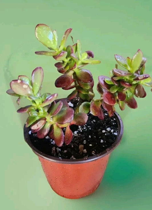 Jade Plant Bare Root Crassula Ovata Succulent for Indoor Outdoor Good Fortune Energy Plant