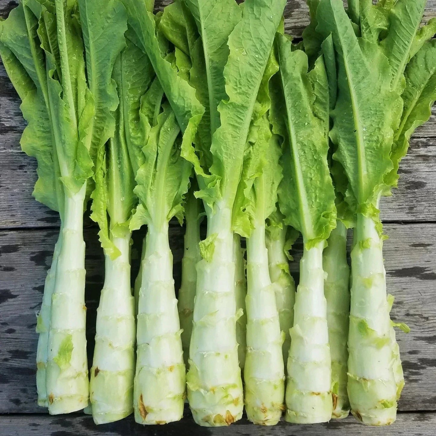 Celtuce Seeds - Summer 38 Variety for 2025 Planting, Lactuca sativa, Stem Lettuce, Fast-Growing, Bolting-Resistant, Salad Crop