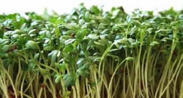 Curled Cress Seeds - Heirloom Microgreens Pack - Non-GMO Lepidium sativum for Indoor & Outdoor Gardening