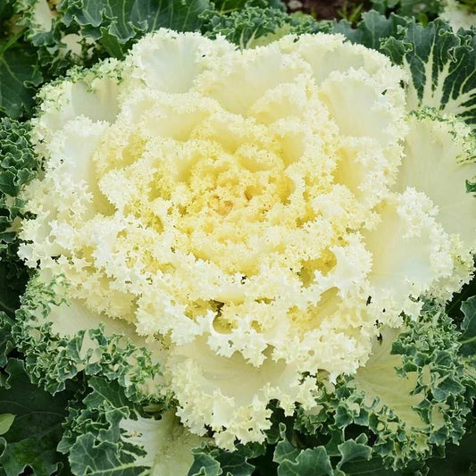Ornamental Kale Seeds Nagoya Mixture 40 Brassica oleracea Fall Garden Color & Texture