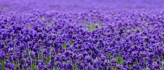 Lavender Seeds 200+ Pack | English Lavender (Lavandula angustifolia) for Gardens & Aromatherapy