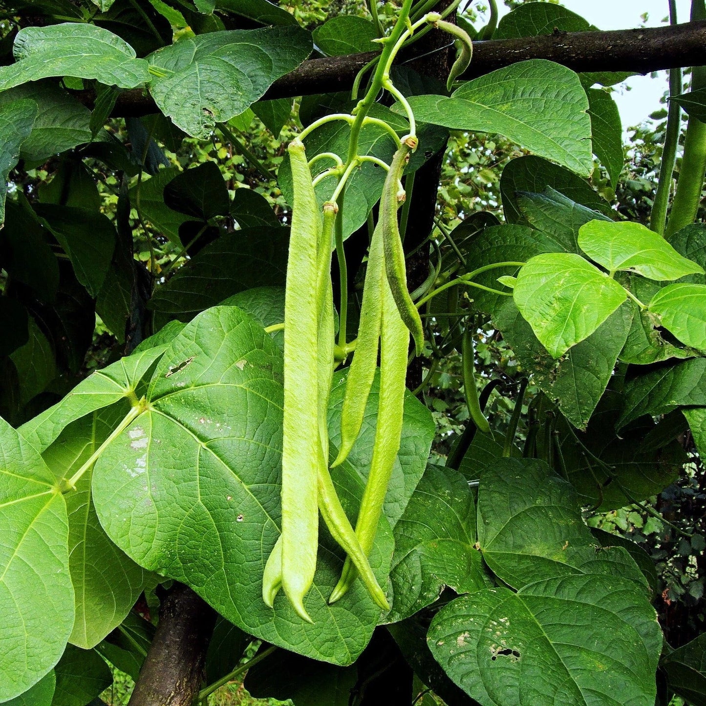 White Half Runner Bean Seeds - Pole Variety for 2025 Planting, Phaseolus vulgaris, Climbing, Early Maturing, High Germination