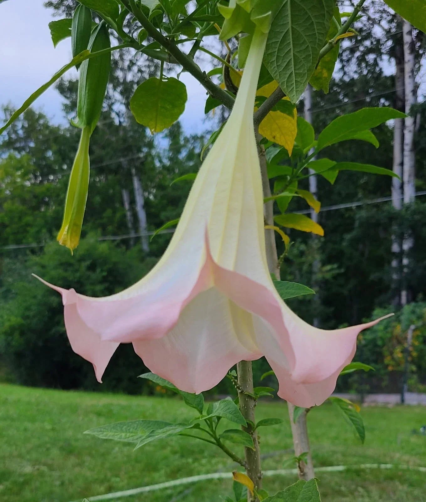 Angel's Trumpet Frosty Pink Cuttings - Brugmansia spp. - Fragrant Pink Trumpet Flowers - Rooted & Unrooted Options