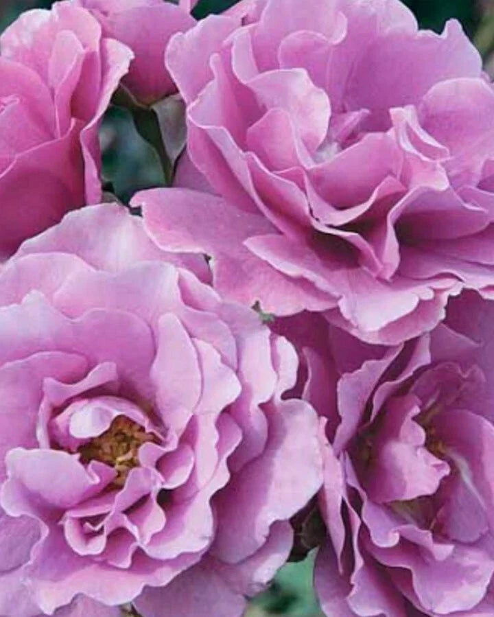 Angel Face Rose Cuttings – 5 Unrooted Stem Cuttings – Hybrid Tea Rose Rosa 'Angel Face' Lavender Pink Fragrant Blooms