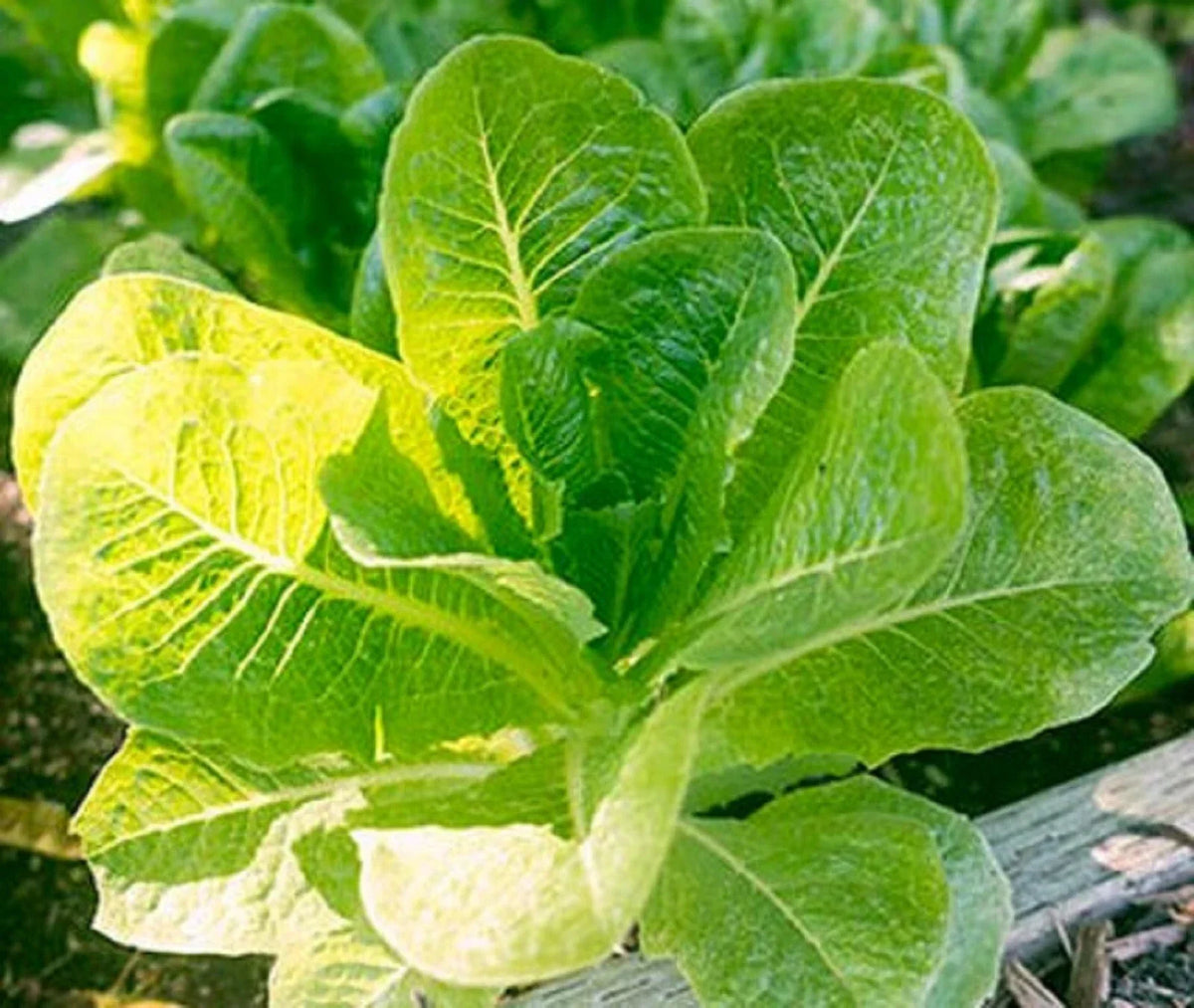 Little Caesar Lettuce Seeds - 250+ Non-GMO Romaine Seeds for Home Gardening (Lactuca sativa) - Crisp Salad Lettuce