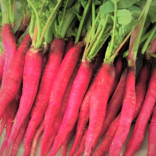 Fire Candle Radish Seeds - Long Pink Daikon Raphanus sativus for Home Gardening, Fresh Salad & Pickling