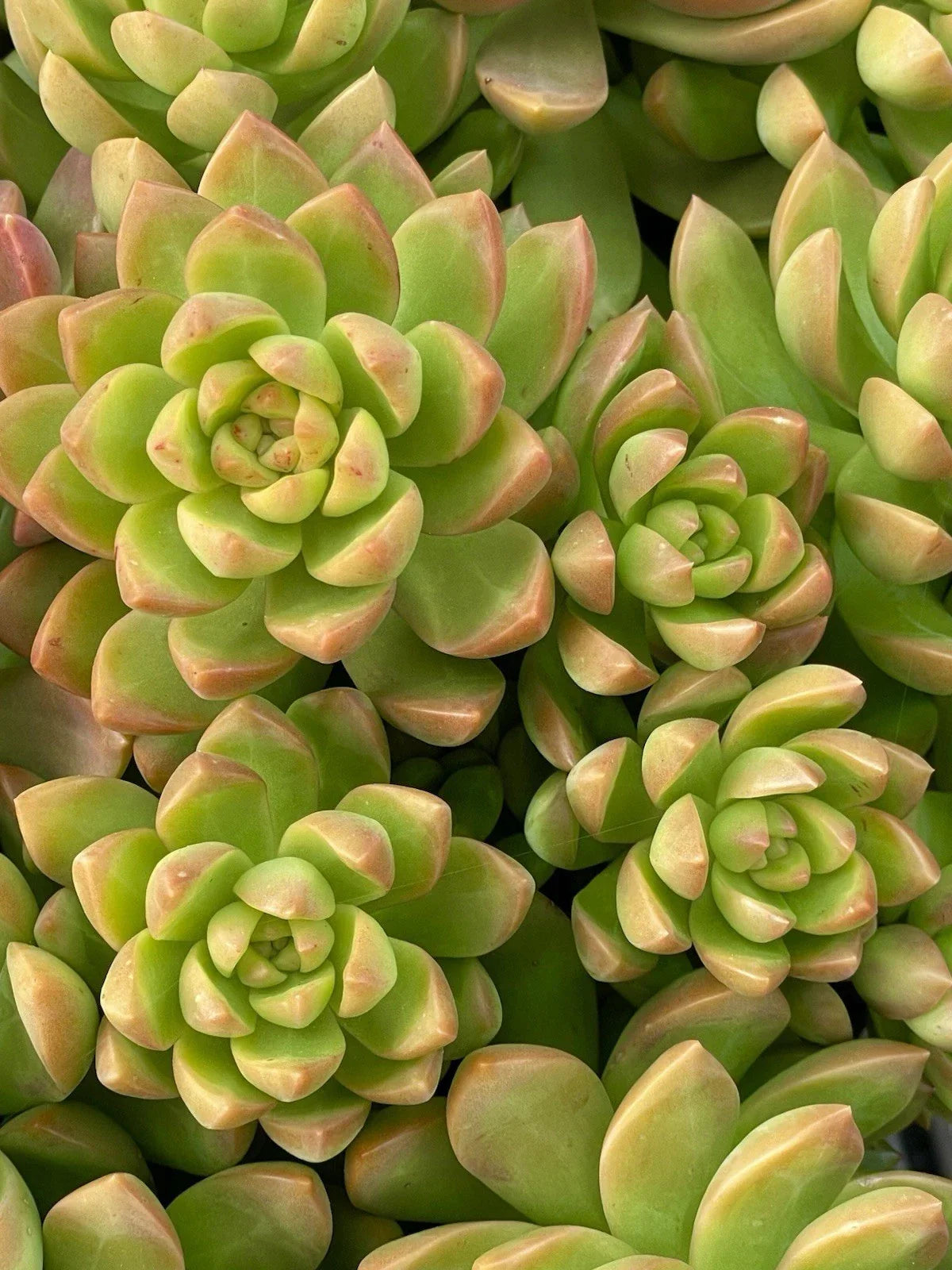 Sedum Adolphi Golden Glow 2-Inch Live Succulent Cutting, Rare, Healthy, Easy Care, Garden or Home Decor, Sedum rupestre