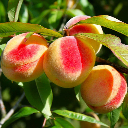 Nemaguard Peach Tree Seeds Prunus Persica Rootstock for Home Garden and Orchard Cultivation