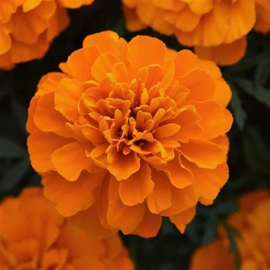 Marigold Seeds 25 Pack Orange Blooms Tagetes erecta Heirloom Annual Edible Flowers for Garden and Pollinators