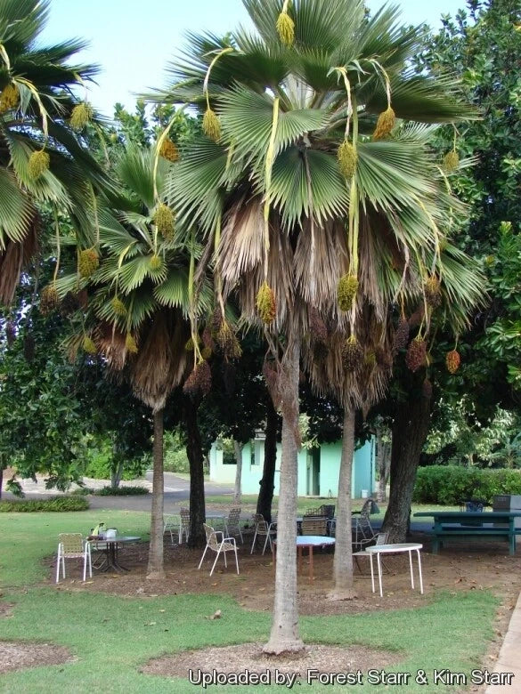 Fiji Fan Palm Seeds - 25 Pritchardia Thurstonii Tropical Indoor & Outdoor Plant Seeds for Landscaping