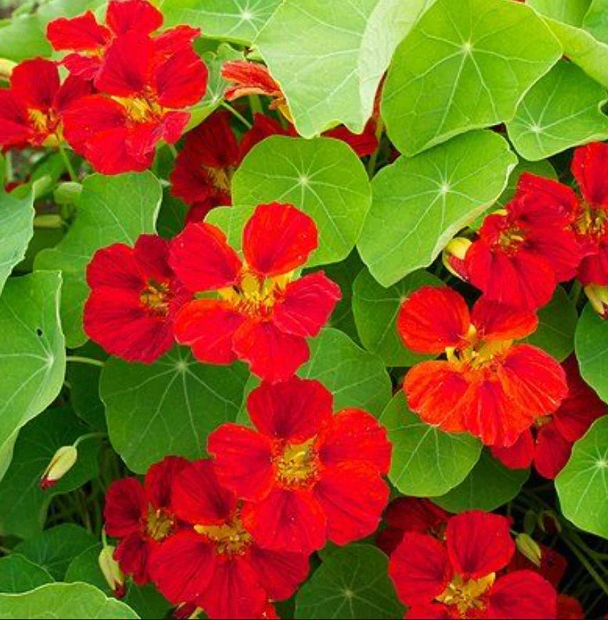 Nasturtium Seeds 20 Pack Globe of Fire Red Scarlet Edible Non-GMO Tropaeolum majus for Garden Containers and Borders