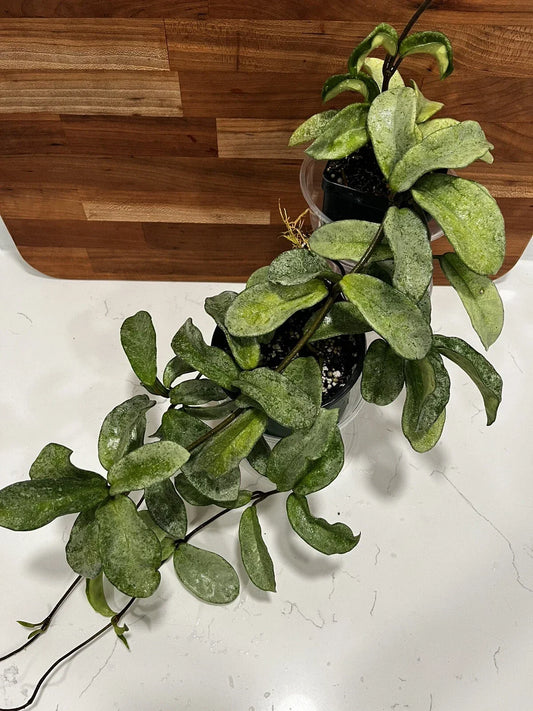 Hoya Carnosa 'Grey Ghost' Rooted Cutting – Rare Houseplant with Silver Variegation, Indoor Trailing Vine, Easy Care, Unique Foliage