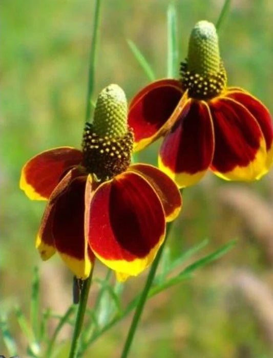 Mexican Hat Seeds - Prairie Coneflower Ratibida columnifera - Wildflower Garden, Pollinator Attracting, Native North American Seeds
