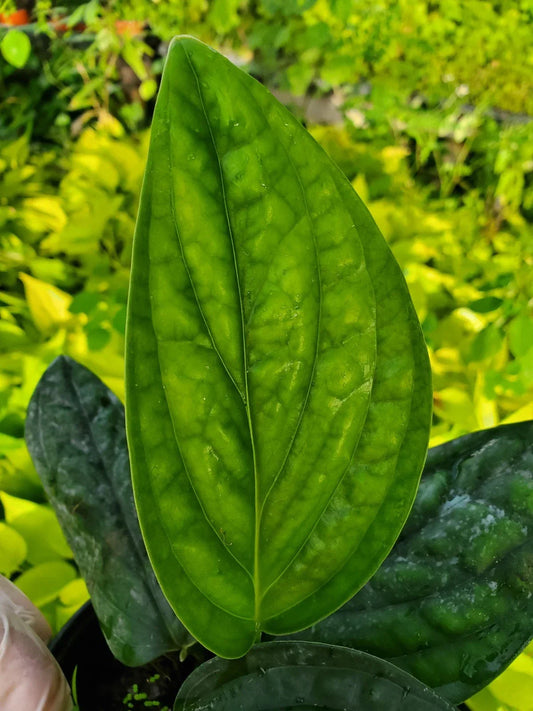 Monstera Peru Live Plant in 4" Pot, Monstera karstenianum, Tropical Indoor Plant, Green Foliage, Low Maintenance